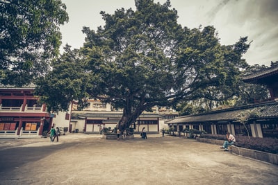 During the day, people in the trees beside the brown walking on the beach
